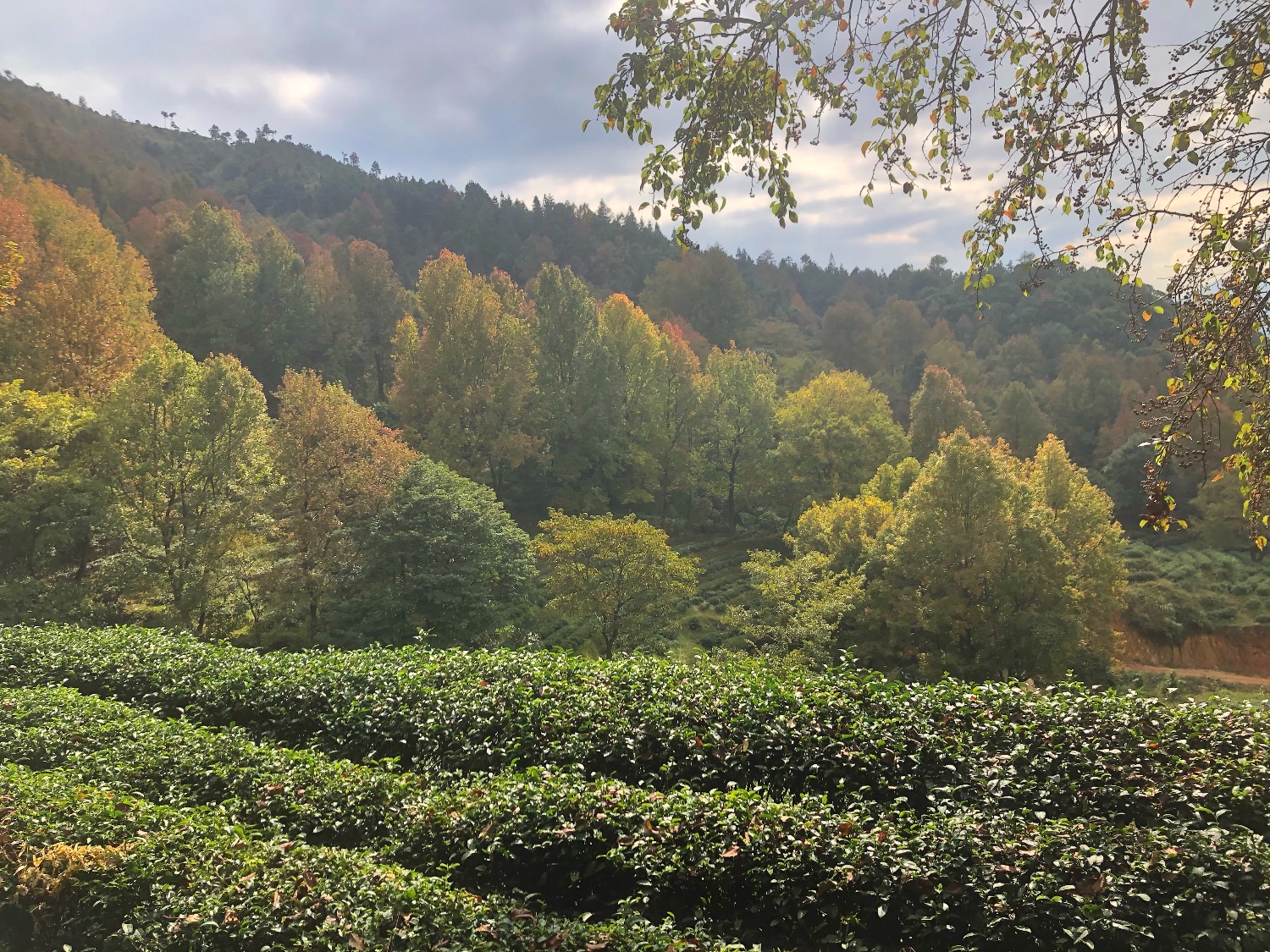 4B8225E5-0217-4AB0-9A22-0733BA0529E2.jpeg