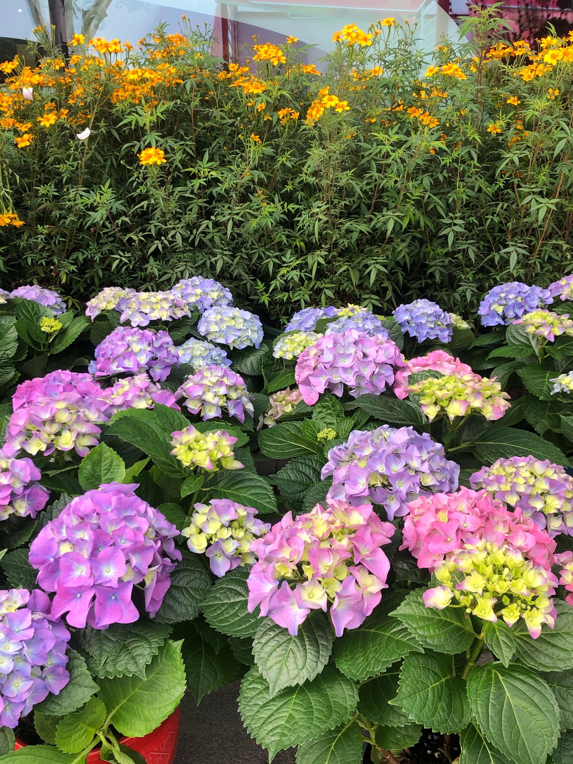5E565DB2-C109-424F-A6EA-EC9598E4D5A8.jpeg