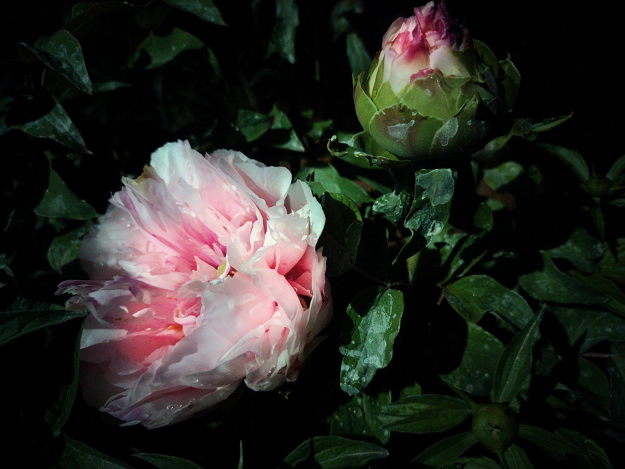IMG_20250419_112513_副本_副本.jpg
