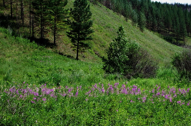 2007817983.jpg