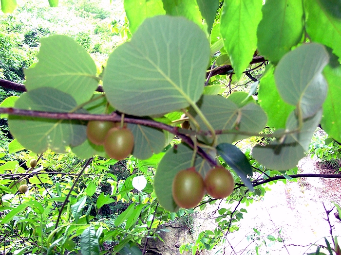 DSCF8435.jpg