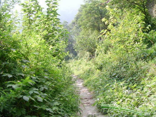 林中小路
