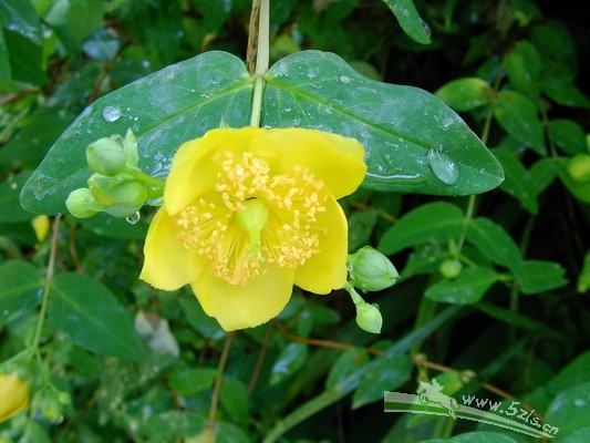 小花