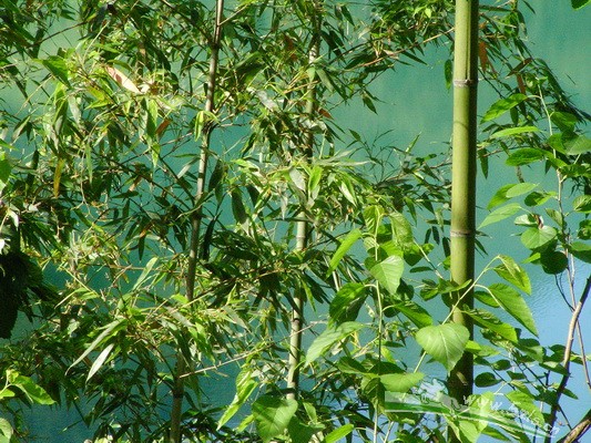 湖水清澈