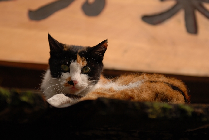 DSC_0073.jpg