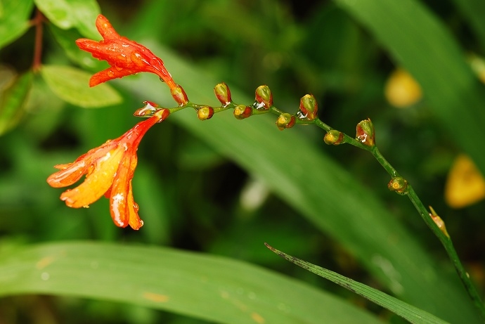DSC_0239.jpg