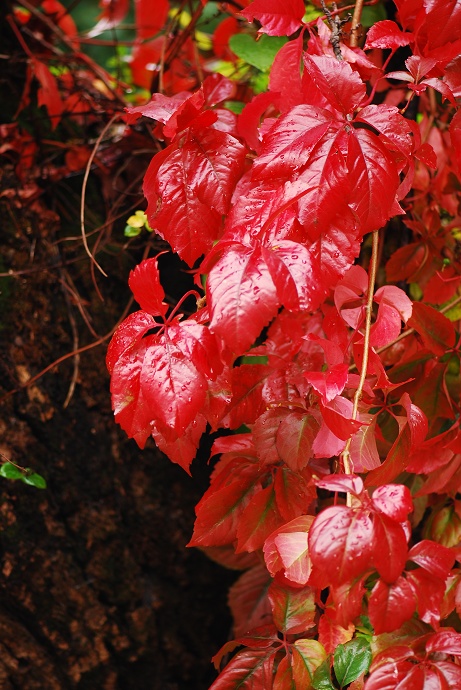 20081002_692fa4c4986c9609fd30pHUWAZd9aIdC.jpg
