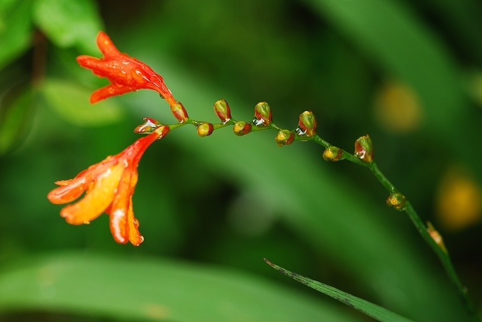 DSC_0241.jpg