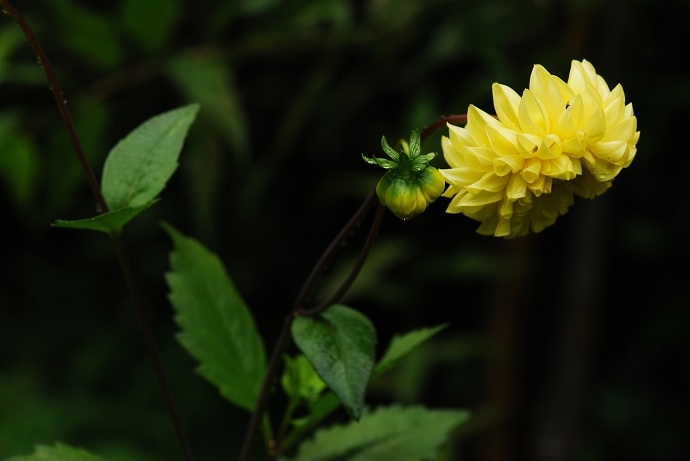 DSC_0248.jpg