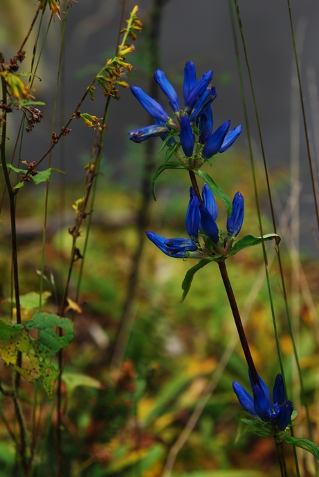 DSC_0311.jpg