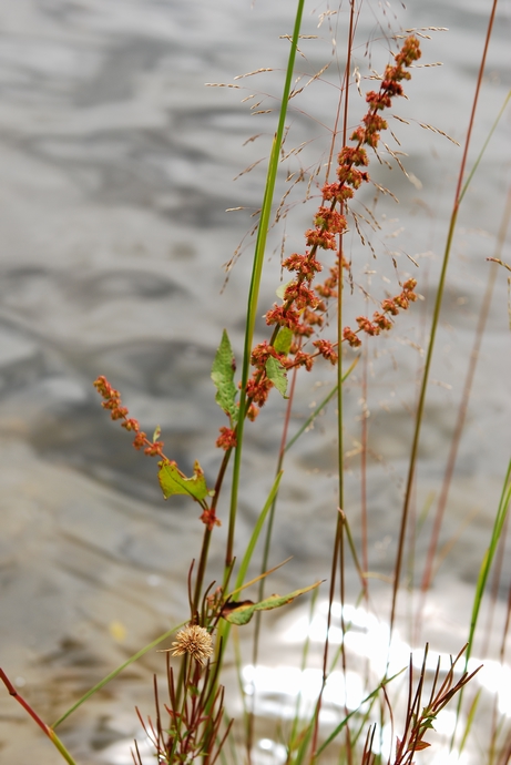 DSC_0442.jpg