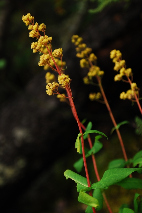 DSC_0408.jpg