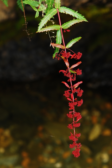 DSC_0417.jpg