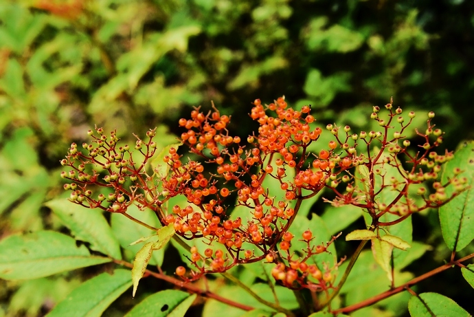 DSC_0022.jpg