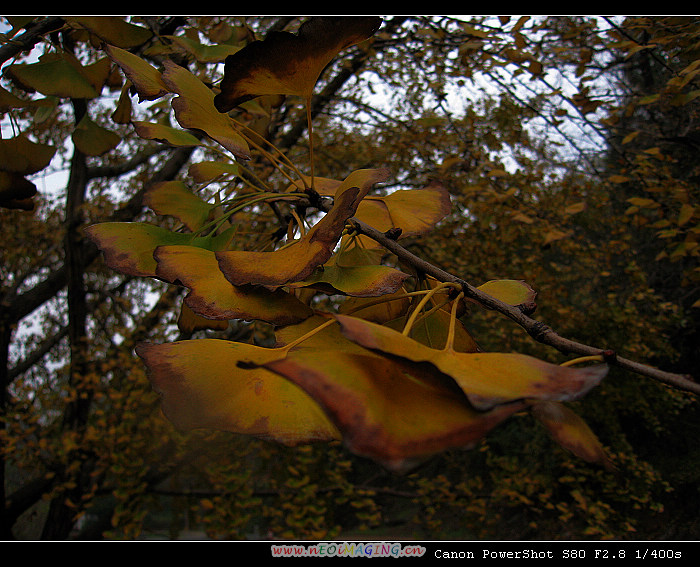 IMG_0077a.jpg