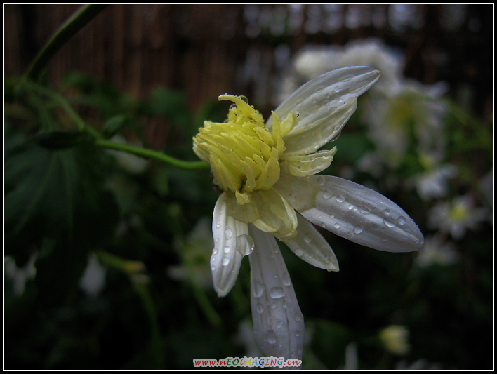 IMG_0064a.jpg
