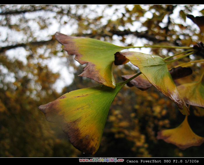 IMG_0078a.jpg