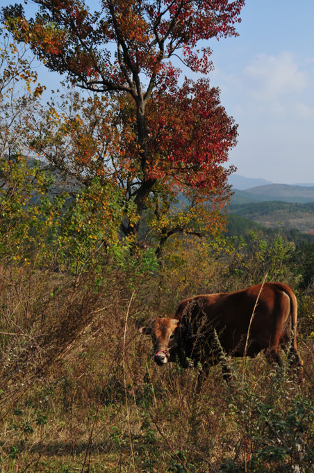 DSC_1503A.jpg