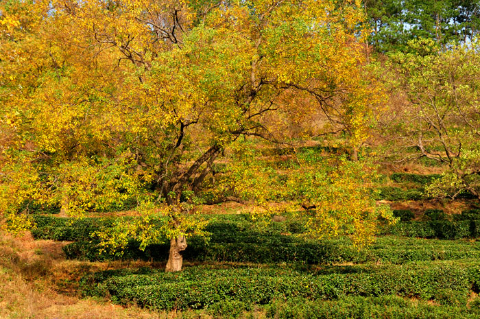 DSC_1529.JPG