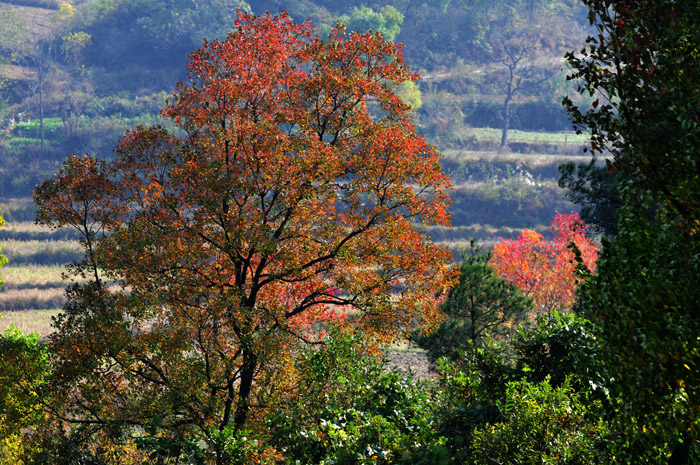 DSC_1455A.jpg