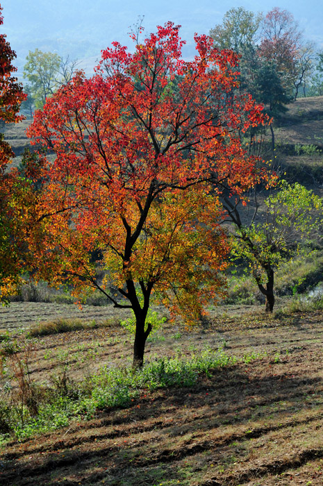 DSC_1555A.jpg