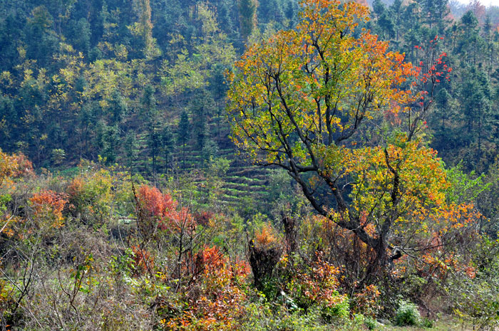 DSC_1988A.jpg