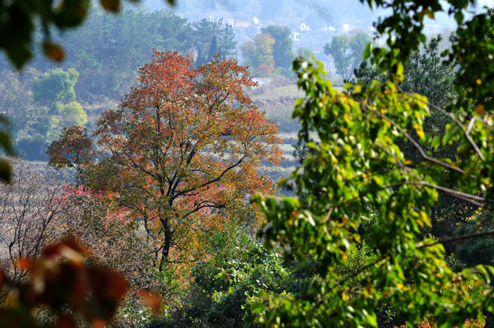 DSC_1460A.jpg