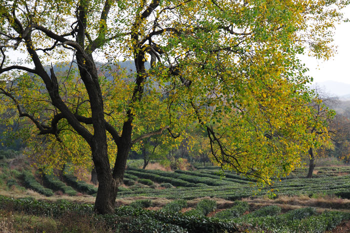 DSC_1518.JPG