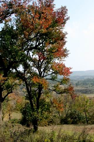 ع С ת IMG_0349.JPG