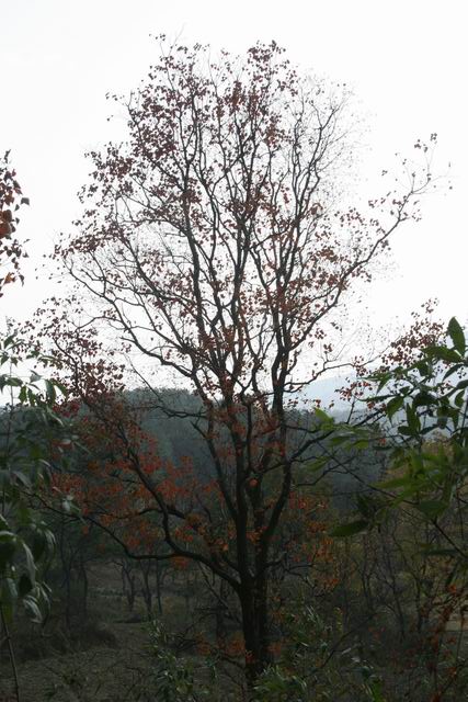 ת С IMG_0376.JPG