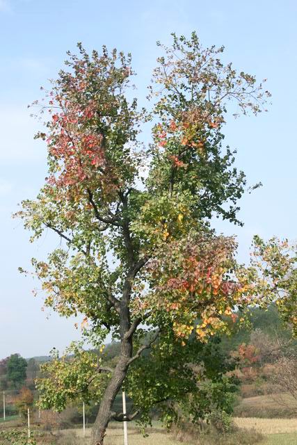 ع ת С IMG_0332.JPG
