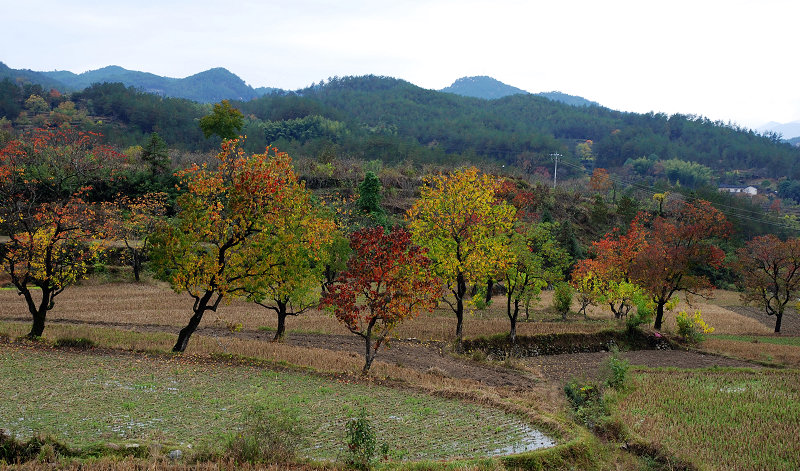 12311-1.jpg