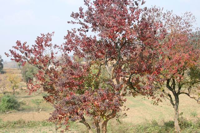 ع С IMG_0331.JPG