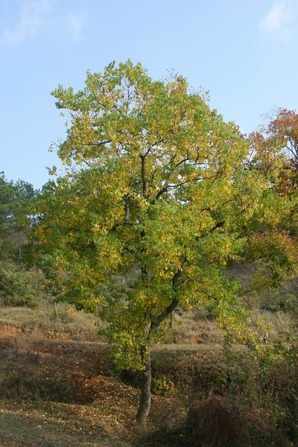 ת С IMG_0375.JPG