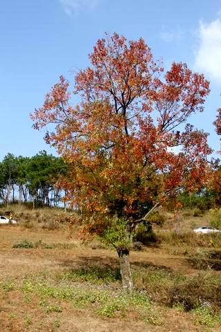 ع С ת IMG_0368.JPG