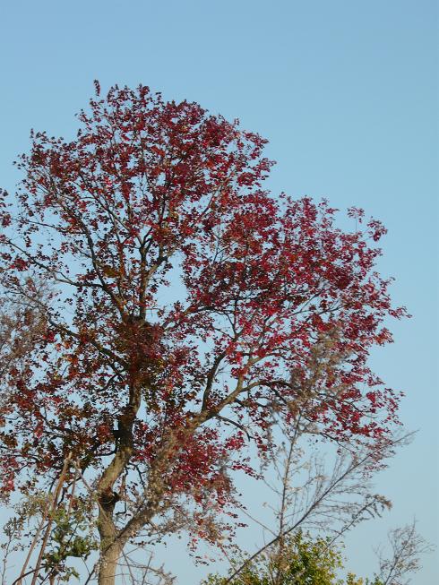 P1010034A.JPG