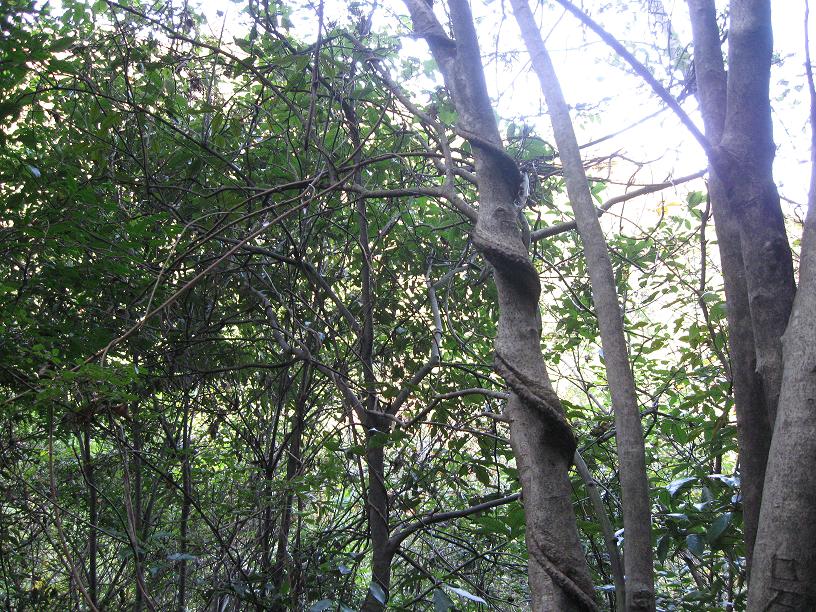 树缠藤还是藤缠树
