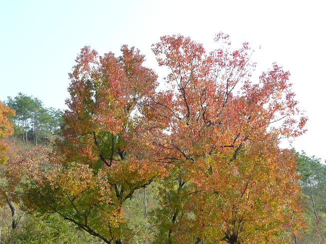 P1010011A.JPG