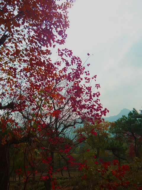 P1010002a.jpg