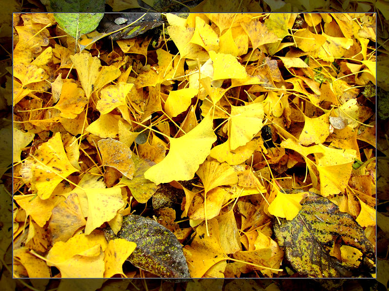 DSCF3717S.jpg