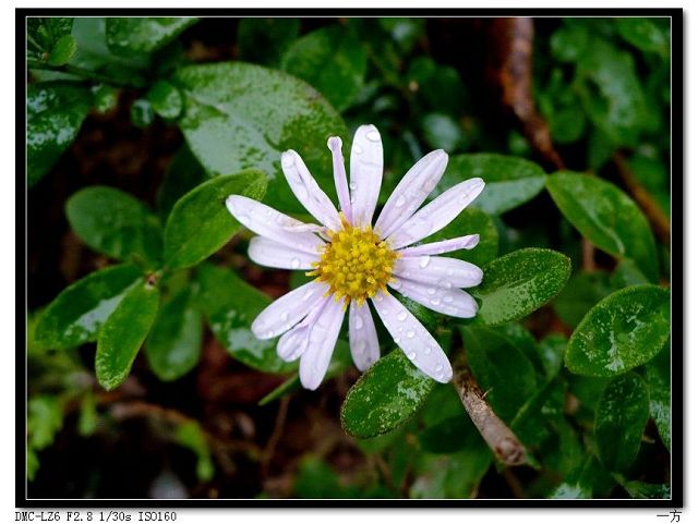 雨后小花