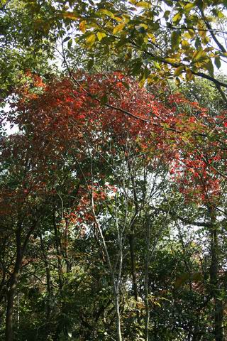С ת IMG_0189.JPG