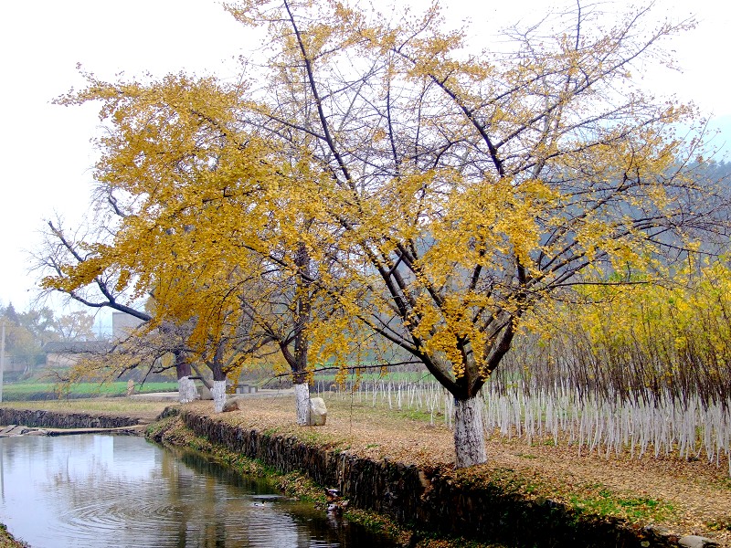 DSCF5465.JPG