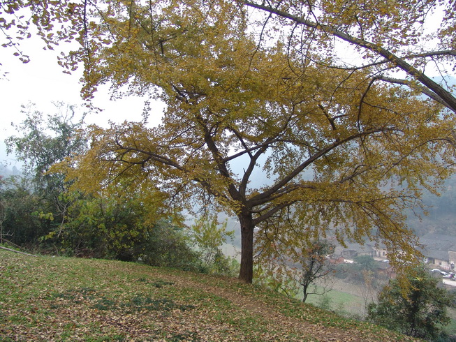 DSC07985.jpg