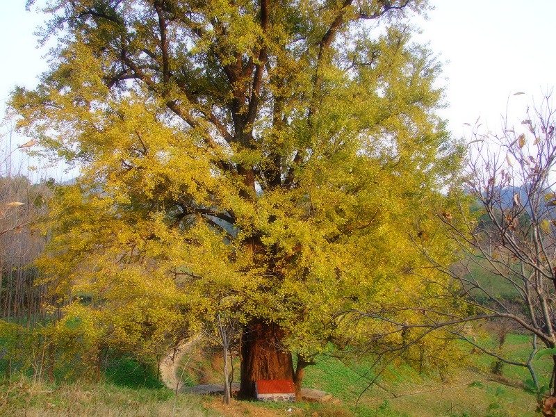 DSCF5226.JPG