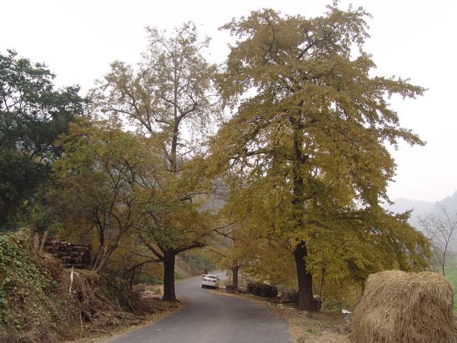 DSC08013.jpg