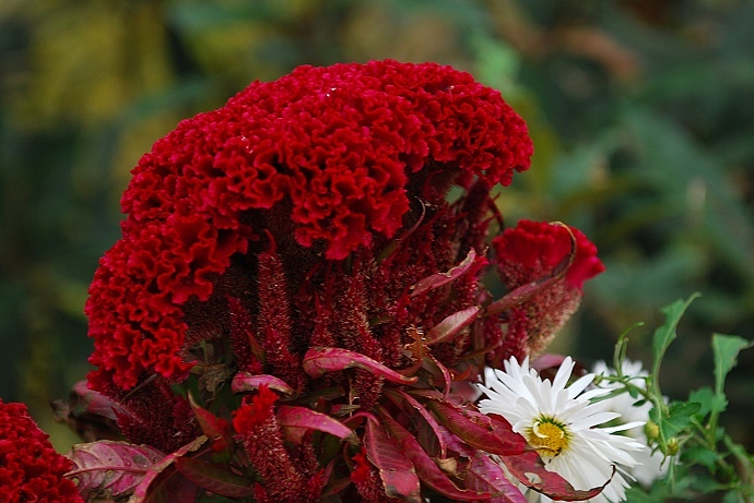 DSC_0176.jpg
