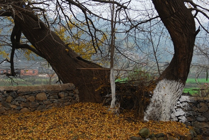 DSC_0246.jpg