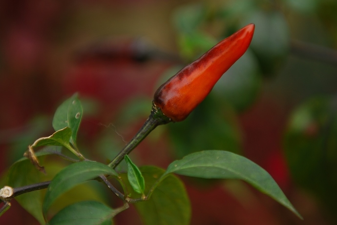 DSC_0179.jpg