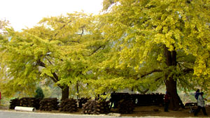 DSC02064.jpg